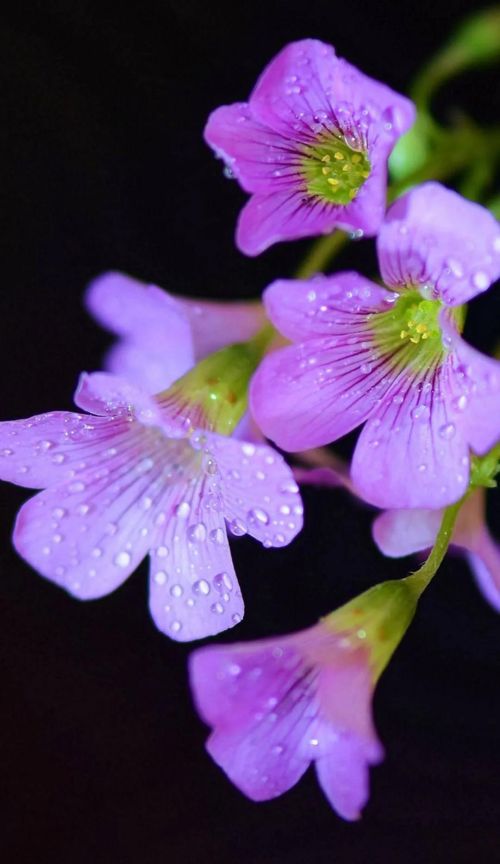 芬芳的鲜花是什么意思(芬芳的花朵)