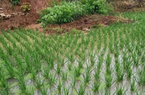 今年夏天的雨水多不多？看谷雨的天气就知道，老祖宗的智慧准不准