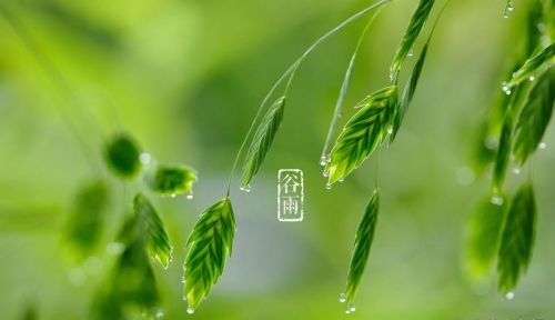 今年谷雨不平常，俗语“谷雨在月头，寡妇不用愁”，什么意思？