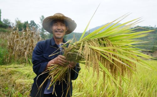 今年谷雨不平常，俗语“谷雨在月头，寡妇不用愁”，什么意思？