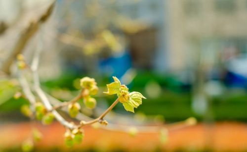 三月初三上巳节，是“白虎守门，天马击破”：不做3事家平安