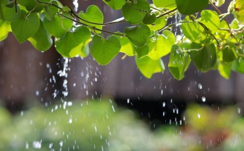 清明怕雨，谷雨怕晴：谷雨将至，晴天啥预兆？啥时候会有雨？