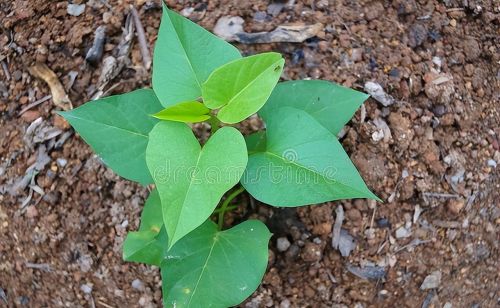 “红薯种植用倒栽，秋后丰收乐淘淘”红薯倒着栽产量更高？有依据