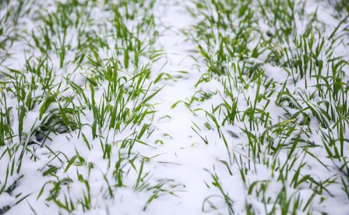 二月初三下雪，啥征兆？好不好？