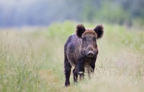 多地野猪已“泛滥”，在野外遇到野猪该怎么办？装死管用吗？