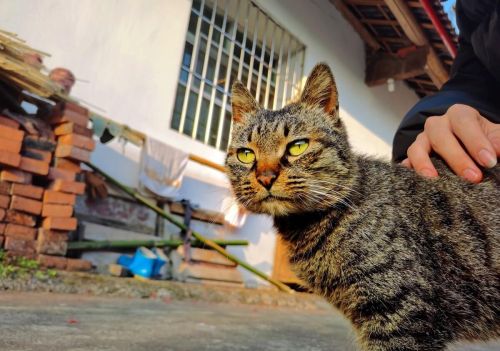 黄鼠狼是狸花猫的对手吗图片(黄鼠狼是狸花猫的对手吗为什么)