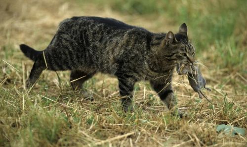 黄鼠狼是狸花猫的对手吗图片(黄鼠狼是狸花猫的对手吗为什么)