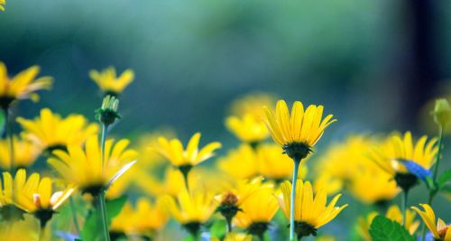 “种花不如种菜”，6种适合院子种的蔬菜，好看又好种，3月就能种