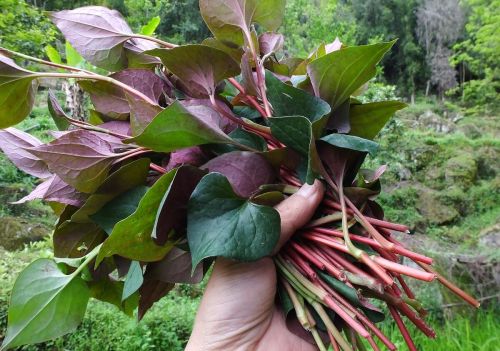 “种花不如种菜”，6种适合院子种的蔬菜，好看又好种，3月就能种