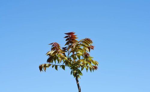 农村常见的臭椿，为何在美国却成了“地狱树”，它有何可怕的？