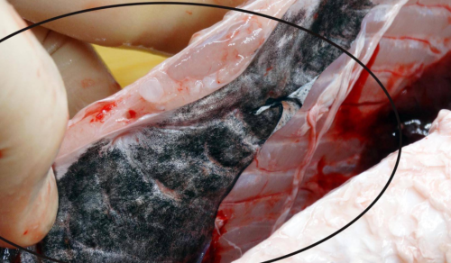 鱼肚子里的一层“黑膜”是什么？真是因为水脏才有吗？答案来了