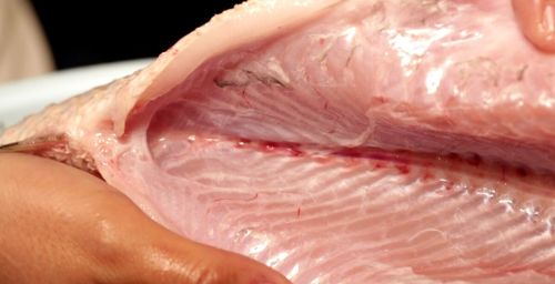鱼肚子里的一层“黑膜”是什么？真是因为水脏才有吗？答案来了
