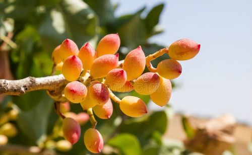 开心果是什么植物的果实？为何它的价格如此昂贵，国内能种植吗？