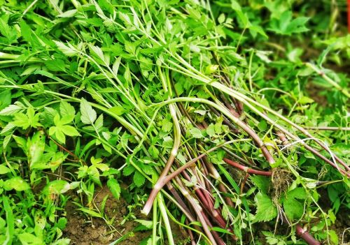 春节在农村过年，可去山里找这6种野菜，过年吃比大鱼大肉更香