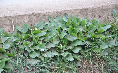 春节在农村过年，可去山里找这6种野菜，过年吃比大鱼大肉更香