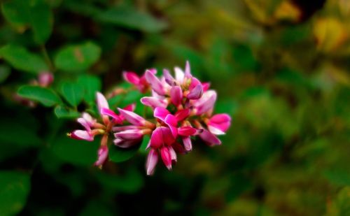 俗称“鸡血藤”，隐藏在民间的“宝藏植物”，若你家乡还有请珍惜