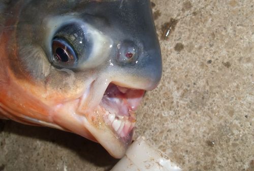 广西老乡被钓到怪鱼咬伤，满口尖牙模样吓人，什么鱼如此凶猛？