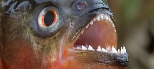广西老乡被钓到怪鱼咬伤，满口尖牙模样吓人，什么鱼如此凶猛？