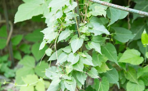 “宝藏植物”何首乌，农村很多人见过却不知其价值，了解下不吃亏