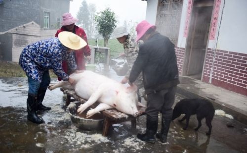 河南农民杀“过年猪”，吃不完猪肉卖邻居却被罚10万元，咋回事？