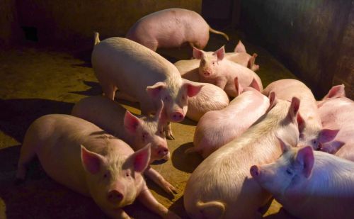 河南农民杀“过年猪”，吃不完猪肉卖邻居却被罚10万元，咋回事？