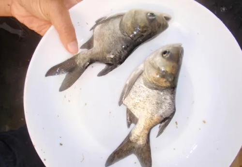 湖南人俗称的“雄鱼”是什么鱼？虽然长相怪了点，但味道是一绝