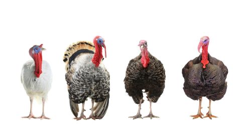 同样是鸡，家鸡和火鸡有啥区别？为何火鸡在国内没人养也没人吃？