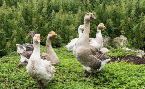 同为家禽的鹅，吃草也能长大，为何在农村很少人养殖？