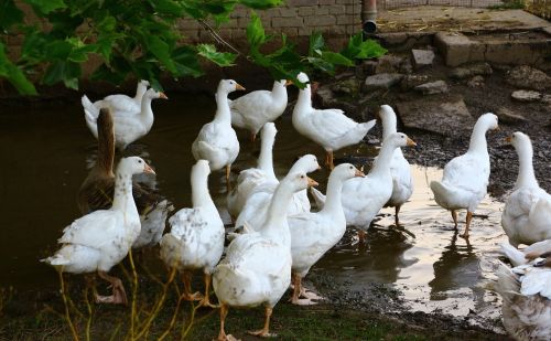 同为家禽的鹅，吃草也能长大，为何在农村很少人养殖？