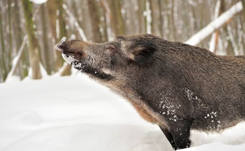 野猪冬天喜欢在什么地方活动？野猪活动范围之大超出很多人的想象