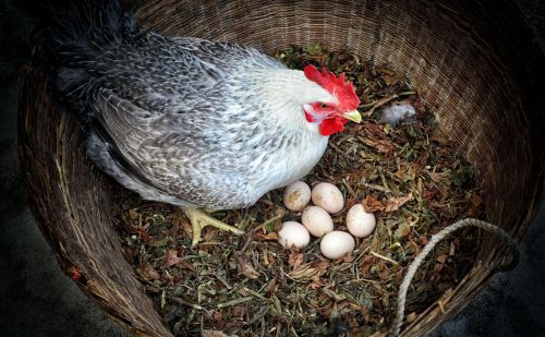 农村散养的土鸡下蛋后，为何要叫个不停？不怕鸡蛋被人捡去吗？