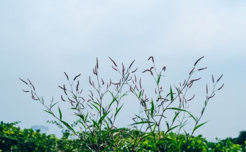 过去农村常见的辣蓼草，却有5个有意思的地方，若家乡还有要重视