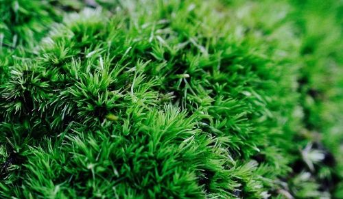 苔藓微景观——常用的5种藓类