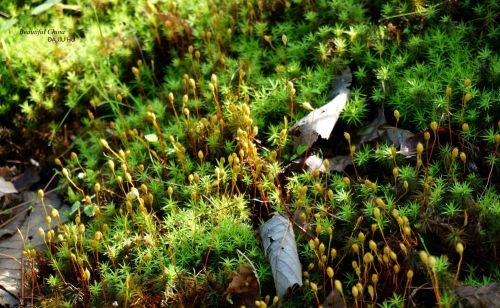 苔藓微景观——常用的5种藓类