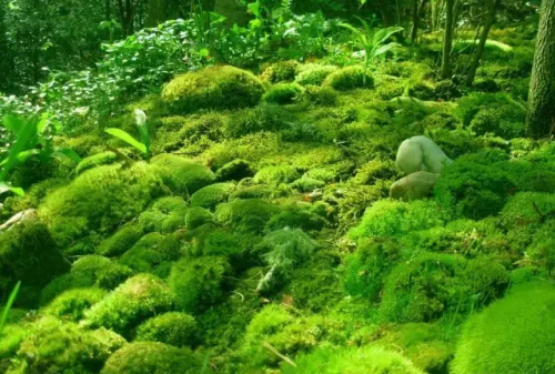 园林景观中常见的6种苔藓植物有哪些(园林景观中常见的6种苔藓植物图片)