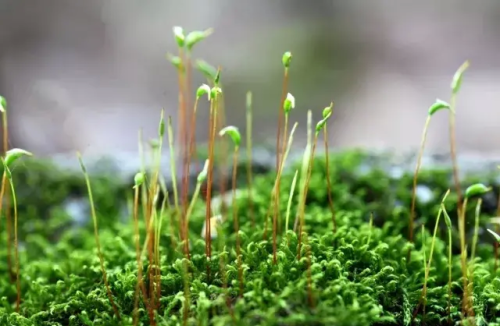 园林景观中常见的6种苔藓植物有哪些(园林景观中常见的6种苔藓植物图片)