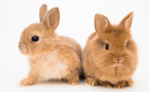 3只兔子7个月繁殖近百只，为什么兔肉没有成为人类主要肉类来源？