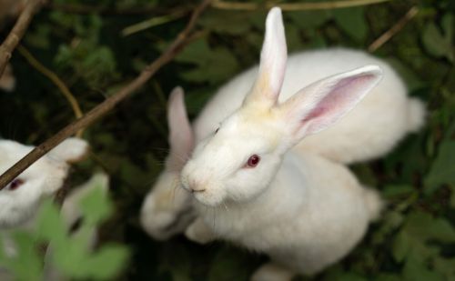 3只兔子7个月繁殖近百只，为什么兔肉没有成为人类主要肉类来源？