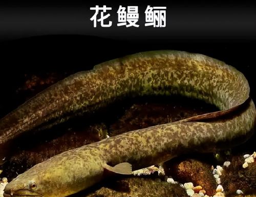 民间俗称“鳝王”，长得像巨型鳝鱼，若钓到请放生，吃不得钓不得