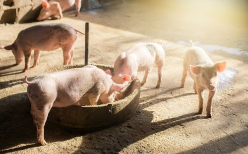 为什么现在连农村的猪肉也变得难吃了？这可不是错觉