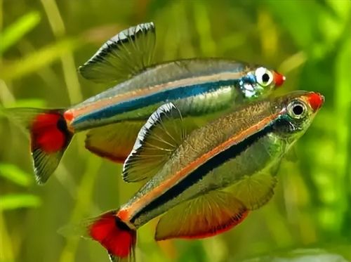 俗称“唐鱼”，颜色绚丽似鳑鲏，若钓到请放生，此鱼钓不得吃不得