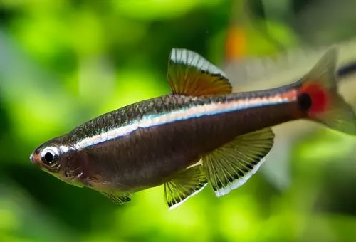 俗称“唐鱼”，颜色绚丽似鳑鲏，若钓到请放生，此鱼钓不得吃不得