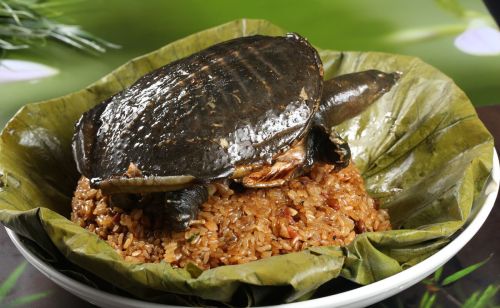 俗称“珍珠鳖”，1年可长5斤重，常被冒充野生甲鱼，却是外来物种
