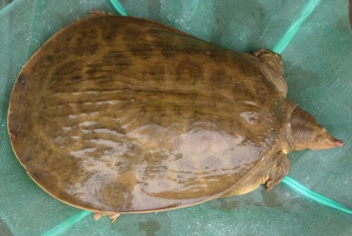 俗称“珍珠鳖”，1年可长5斤重，常被冒充野生甲鱼，却是外来物种