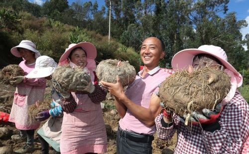 全株有毒却在南方种植多年，煮火锅时很多人爱吃，如今又到收获季