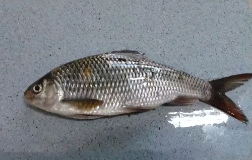 此鱼叫小口白甲，常被误认成土鲮，钓不得更吃不得，若钓到请放生