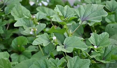 霜降后种菜，推荐5种“耐寒菜”，天气越冷长得越旺，下雪也不怕