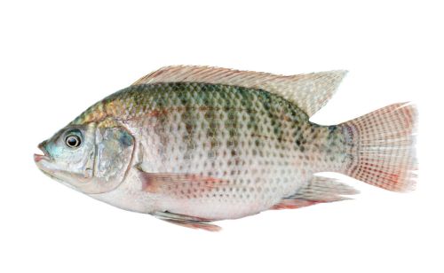 罗非鱼怎么了？为何广东人“歧视”罗非鱼，还称它为“垃圾鱼”？