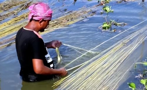 黄麻曾是我国重要经济作物，为何后来被抛弃了？印度依然大量种植