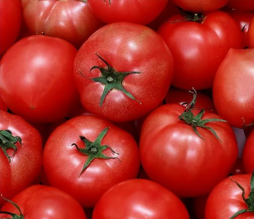 为何现在的番茄不如以前的好吃？真不是口味挑剔，而是有科学依据
